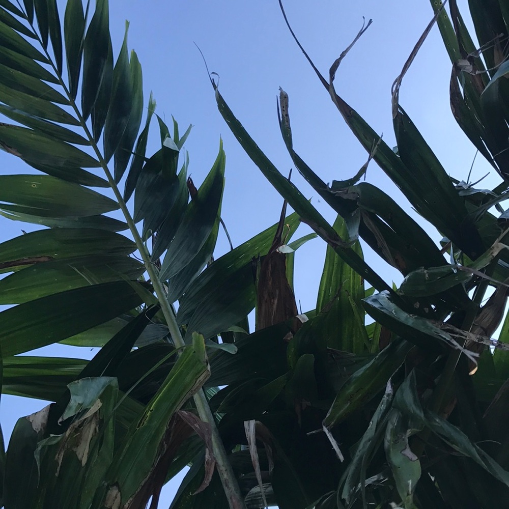 Meet your Posher, Alexa